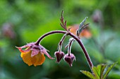 GEUM MARMALADE