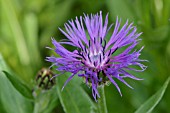 CENTAUREA MONTANA