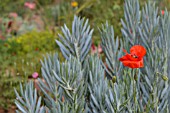 SINGLE RED POPPY