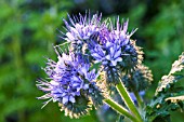 PHACELIA TANACETIFOLIA