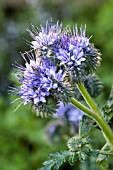 PHACELIA TANACETIFOLIA