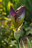 BEARDED IRIS IN BUD