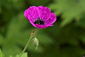 GERANIUM PSILOSTEMUM COTON GOLIATH