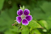 GERANIUM NODOSUM WHITELEAF