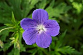 GERANIUM ORION