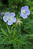 GERANIUM PRATENSE PICOTEE