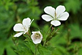 GERANIUM SYLVATICUM CYRILS SUPERB WHITE