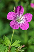 GERANIUM SYLVATICUM GREEK FIRE