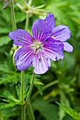 FLEA BEETLE DAMAGE ON HARDY GERANIUM FLOWER