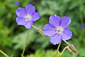 GERANIUM CHIPCHASE CASTLE