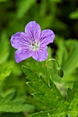 GERANIUM ALLENDALE GEM