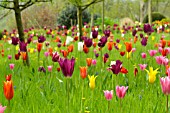 TULIPA EN MASSE