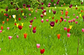 TULIPA EN MASSE