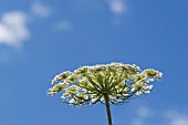 HOGWEED AGAINST BLUE SKY