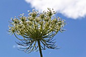 HOGWEED AGAINST BLUE SKY