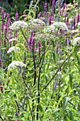 SUMMER MEADOW -  HERACLEUM SPHONDYLIUM