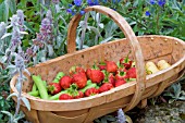 TRUG WITH STRAWBERRIES AND VEGETABLES