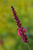 PERSICARIA AMPLEXICAULIS