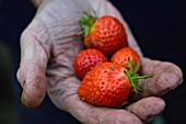 STRAWBERRY MARA DES BOIS