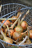 ONIONS DRYING IN WIRE BASKET