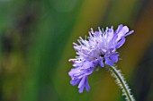 KNAUTIA ARVENSIS