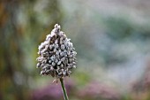 SEEDHEAD OF ALLIUM SPHAEROCEPHALUM IN FROST