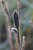 SEEDHEAD OF IRIS SIBIRICA