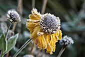 FROST ON HELENIUM FLOWER