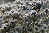 FROSTED ERYNGIUM SILVER GHOST