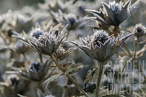 FROSTED_ERYNGIUM_SILVER_GHOST