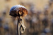 FROST ON SEEDHEAD OF MONARDA DIDYMA