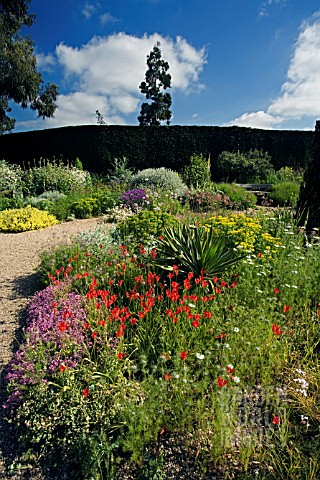 THE__DROUGHT_RESISTANT_GRAVEL_GARDEN_AT_BETH_CHATTO_GARDENS__WITH_RED_TULIPA_SPRENGERI_IN_THE_FOREGR