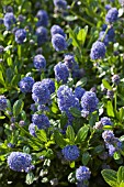 CEANOTHUS,  THYRSIFLORUS SKYLARK,  AN EVERGREEN SHRUB WITH CLUSTERS OF DARK BLUE FLOWERS IN SPRING AND EARLY SUMMER