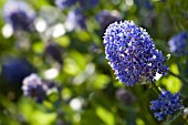 CEANOTHUS,  THYRSIFLORUS SKYLARK,  AN EVERGREEN SHRUB WITH CLUSTERS OF DARK BLUE FLOWERS IN SPRING AND EARLY SUMMER