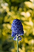 CEANOTHUS,  THYRSIFLORUS SKYLARK,  AN EVERGREEN SHRUB WITH CLUSTERS OF DARK BLUE FLOWERS IN SPRING AND EARLY SUMMER