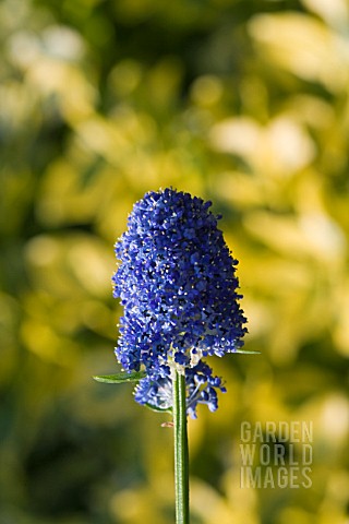 CEANOTHUS__THYRSIFLORUS_SKYLARK__AN_EVERGREEN_SHRUB_WITH_CLUSTERS_OF_DARK_BLUE_FLOWERS_IN_SPRING_AND