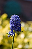 CEANOTHUS,  THYRSIFLORUS SKYLARK,  AN EVERGREEN SHRUB WITH CLUSTERS OF DARK BLUE FLOWERS IN SPRING AND EARLY SUMMER