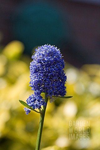 CEANOTHUS__THYRSIFLORUS_SKYLARK__AN_EVERGREEN_SHRUB_WITH_CLUSTERS_OF_DARK_BLUE_FLOWERS_IN_SPRING_AND