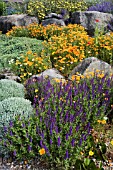 THE DRY GARDEN AT RHS GARDEN HYDE HALL IN JUNE