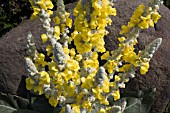 VERBASCUM IN THE DRY GARDEN AT RHS GARDEN HYDE HALL IN JUNE