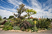 THE DRY GARDEN AT RHS GARDEN HYDE HALL IN JUNE.