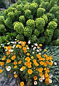 ESCHSCHOLZIA IN FRONT OF EUPHORBIA CHARACIAS,  LAMBROOK GOLD,  JUNE