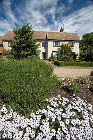 RHS_GARDEN__HYDE_HALL_VIEWED_FROM_THE_GARDENS__WITH_PURE_WHITE_AFRICAN_DAISIES_IN_THE_FOREGROUND