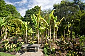 BORDER WITH MUSA BASJOO AND CANNAS AT RHS GARDEN,  HYDE HALL,  IN JUNE.