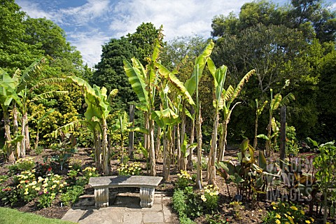 BORDER_WITH_MUSA_BASJOO_AND_CANNAS_AT_RHS_GARDEN__HYDE_HALL__IN_JUNE