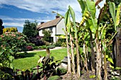 RHS HYDE HALL,  IN JUNE,  SHOWING THE OLD FARMHOUSE WITH MUSA BASJOO AND CANNA INDICA PURPUREA IN THE FORGROUND.