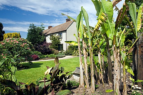 RHS_HYDE_HALL__IN_JUNE__SHOWING_THE_OLD_FARMHOUSE_WITH_MUSA_BASJOO_AND_CANNA_INDICA_PURPUREA_IN_THE_