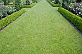 RHS GARDEN HYDE HALL,  IN JUNE. THIS IS THE GRASS WALK AREA IN THE MODERN ROSE GARDEN.