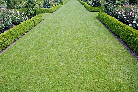 RHS_GARDEN_HYDE_HALL__IN_JUNE_THIS_IS_THE_GRASS_WALK_AREA_IN_THE_MODERN_ROSE_GARDEN