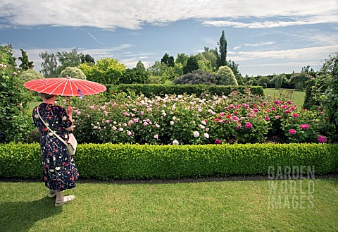 A_VISITOR_ADMIRES_THE_ROSES_IN_THE_MODERN__ROSE_GARDEN_AT_RHS_GARDEN_HYDE_HALL__IN_JUNE